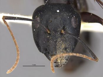 Media type: image;   Entomology 26113 Aspect: head frontal view